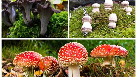 Potz Pilz! Jubiläumsanlass 20 Jahre Waldmobil | © natur & umwelt ob- und nidwalden / naturiamo