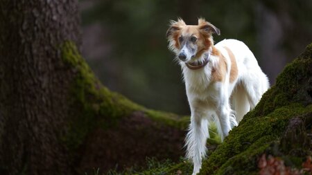 Herbst Fotoshooting "DOGS IN MOTION" | © DOGSevents.net .
